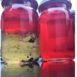 Contrasting Liquid Jars: Yellow and Red Mysteries